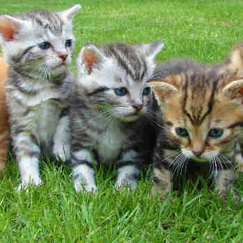 three kittens in grass