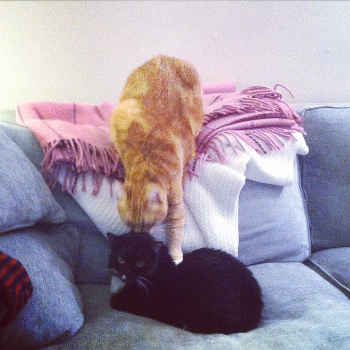 cats telling secrets