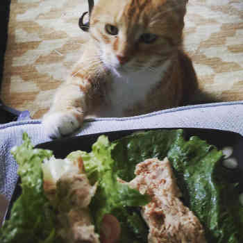 kitty wants salad