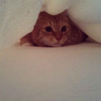 kitty hiding under covers