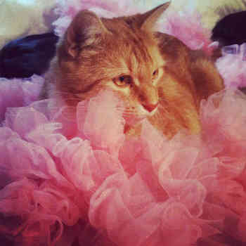 cat on pink ruffled tutu