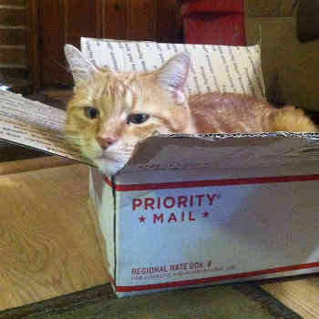 priority mail cat