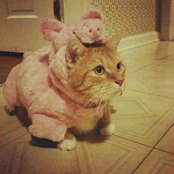 cat in pig costume